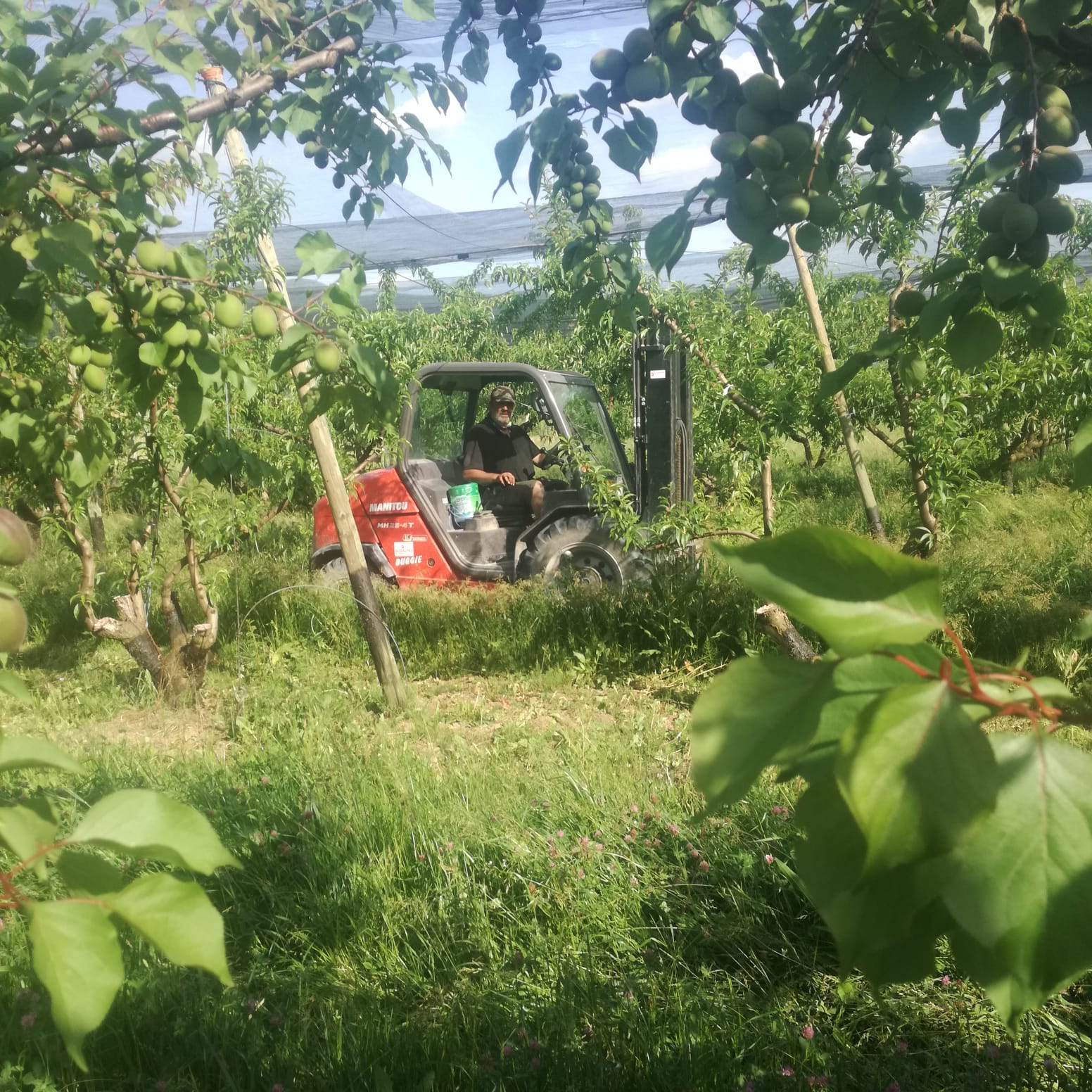 tracteur pommier.jpg
